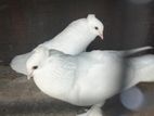 China Boot Pigeon