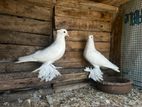 China Boot Pigeons