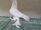 Pigeons