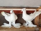 China Boot Pigeons