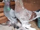 Pigeon