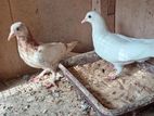 China cross pigeon