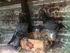 Pigeons