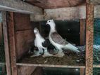 Pigeons