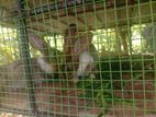 Chinchilla Mixed Rabbit