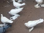 Chinese Pigeons