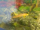 Chinese Algae Eater