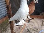 Chinese Boot Breeding Pair