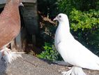 Chinese Boot Pigeon