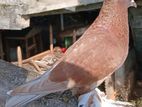 Chinese Boot Pigeon