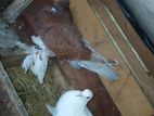 Chinese boot pigeon