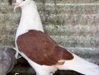 Chinese Boot Pigeons