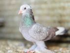 Chinese Boot Pigeons