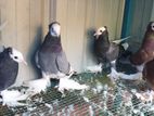 Pigeons