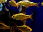 Chinese Golden Barbs