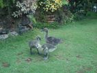 Goose