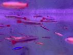 Chinese Neon Tetra