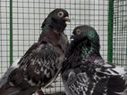 Chinese Owl Pigeon