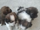 Shih Tzu Puppies