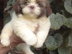 Shih Tzu Puppies