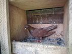 Pigeon