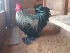 Bantam Chicken
