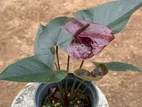 Choco Giant Anthurium Plant