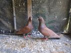 Pigeon