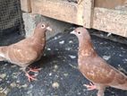 Chocolate Pigeons