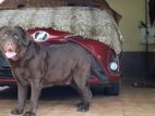 Chocolate Brown Labrador For Crossing