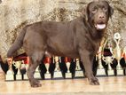 Chocolate Brown Labrador for Crossing