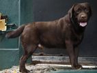 Chocolate Brown Labrador For Crossing