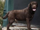 Chocolate Brown Labrador For Crossing