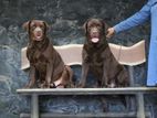 Chocolate Brown Labrador For Crossing