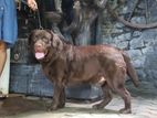 Chocolate Brown Labrador For Crossing