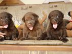 Chocolate Brown Labrador Puppies