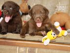 Chocolate Brown Labrador Puppies