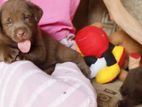 Chocolate Brown Labrador Puppies