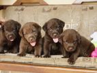 Chocolate Brown Labrador Puppies