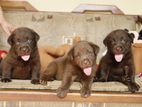 Chocolate Brown Labrador Puppies