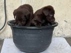 Chocolate brown Labrador puppies