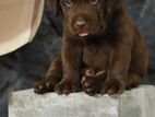 Chocolate Brown Labrador Puppies
