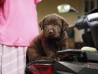 Chocolate Brown Labrador Puppies