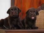 Chocolate Brown Labrador Puppies ( Imp )