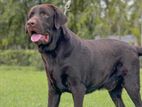 Chocolate Color Labrador Male for stud Service