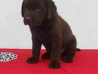 Chocolate Color Male Labrador Puppy