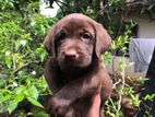 Chocolate Colors Labrador Puppies