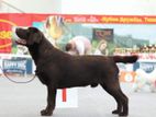 Chocolate Colour Labrador Dog For Crossing