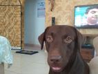 Chocolate Colour Labrador Male for Crossing