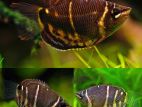 Chocolate Gourami Fish